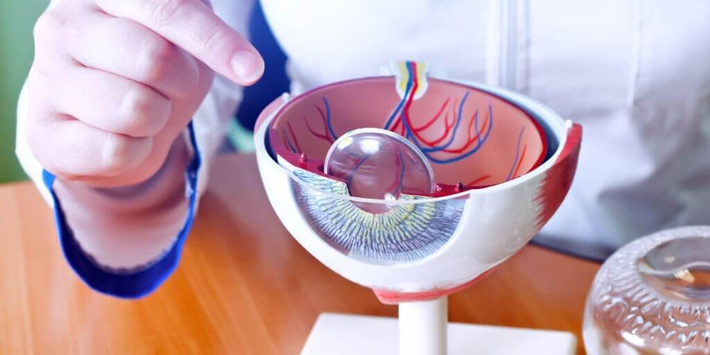 what-are-the-parts-of-the-cornea-1024x512 what-are-the-parts-of-the-cornea-1024x512